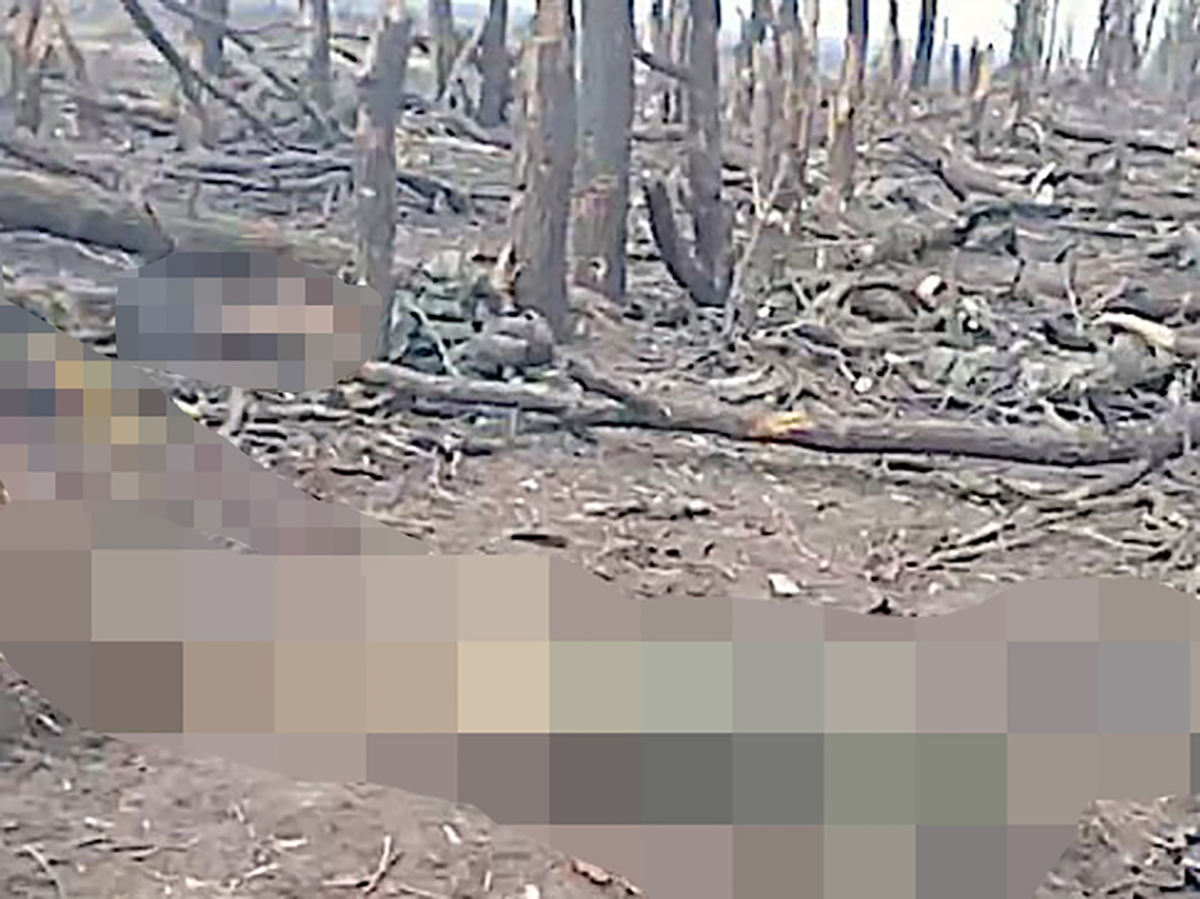 СМИ выяснили, где было снято видео лесополосы с шокирующими потерями ВСУ: новости СВО на утро 4 мая